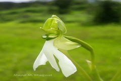 Habenaria longicorniculata